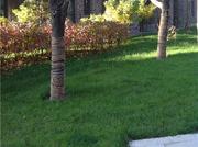 河北固安楼盘信息 龙堂新苑新品在售