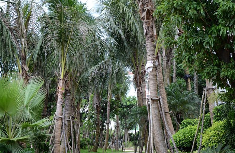 亨柏·凯旋华府特价房